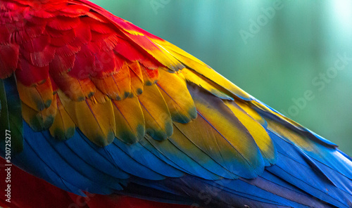 beautiful scarlet macaw in rainforest photo