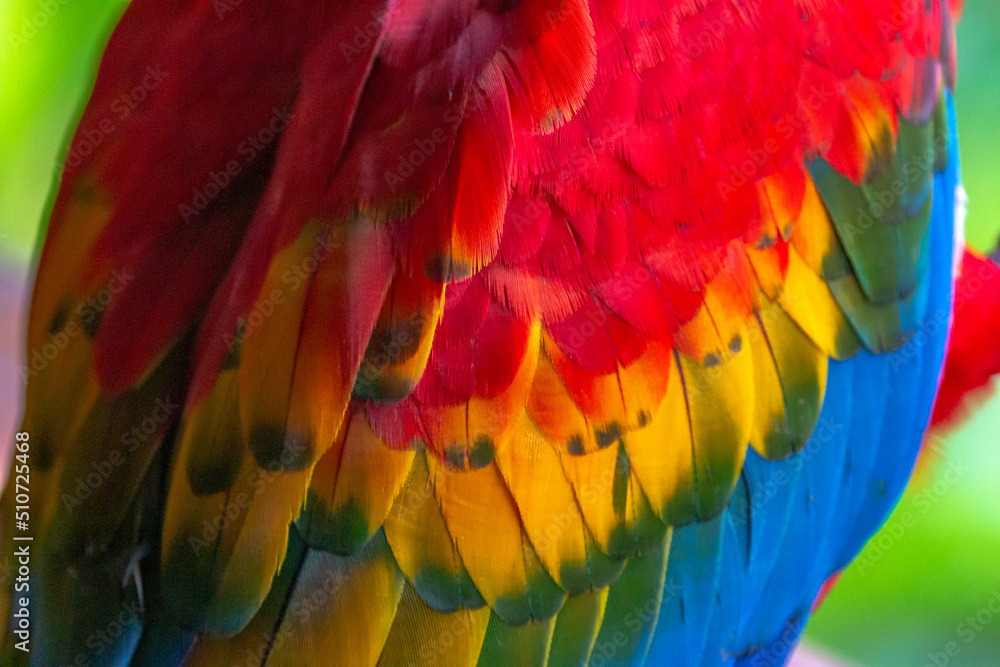 Obraz premium close up of macaw feathers in peru tambopata