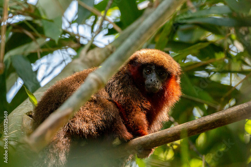 Peruvian wildlife: Monkeys of peruvian amazon in Tambopata photo