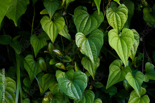 Fotografie Texture of wild yam leaves 2