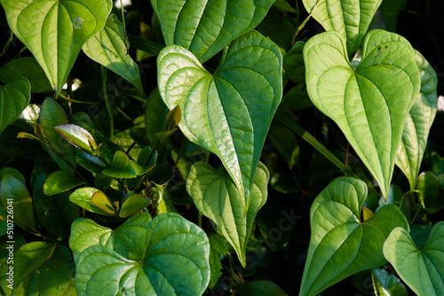 Tableau sur toile Texture of wild yam leaves, close-up