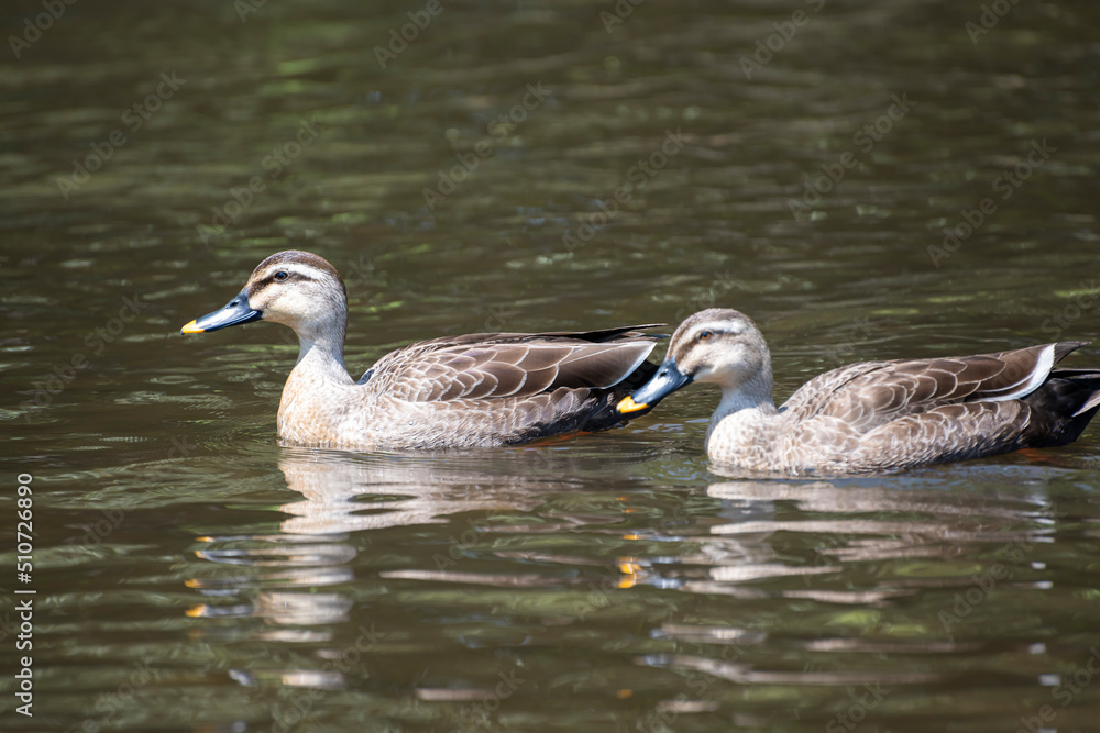 Two ducks swimming side by side with each other Two ducks swimming side by side with each other