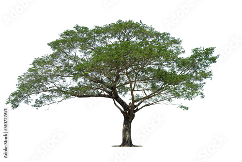 Isolated green tree on white background  Trees isolated on white background  tropical trees isolated used for design  advertising and architecture.