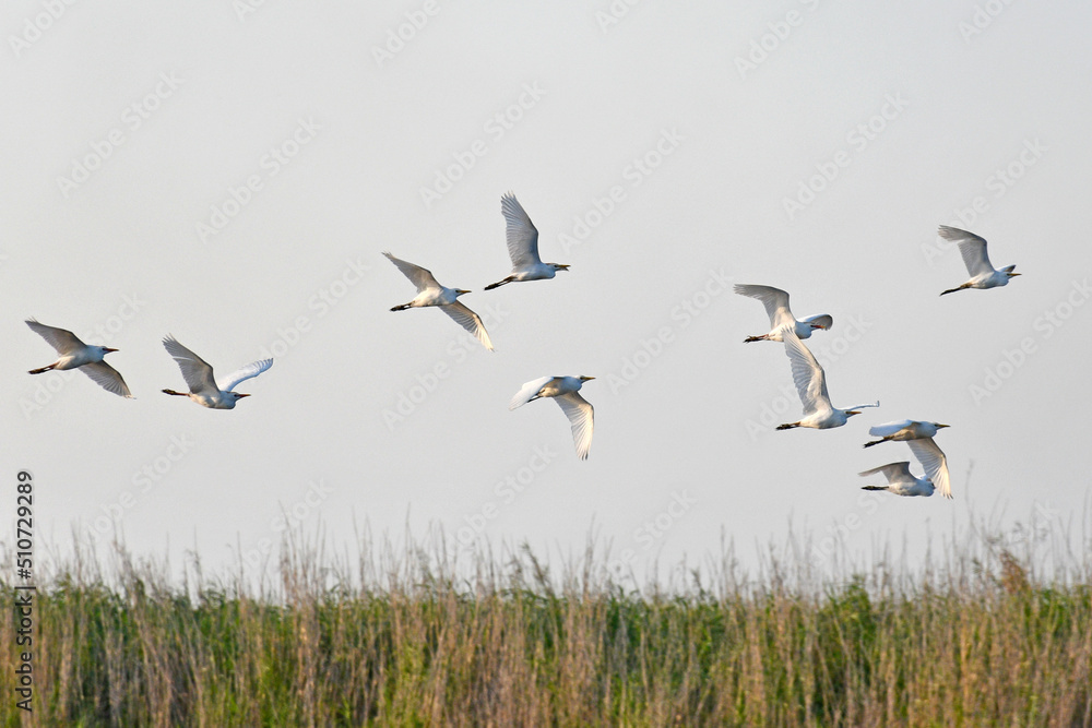 Flock of white egret birds flying above the reeds of a central Florida swamp Flock of white egret birds flying above the reeds of a central Florida swamp