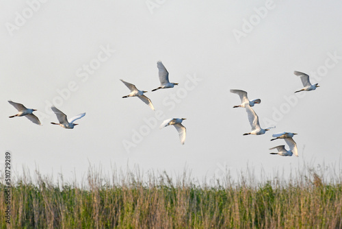 Fotografia, Obraz Flock of white birds in a central Florida swamp