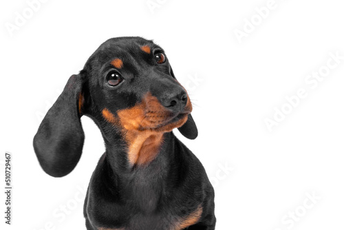 Portrait of adorable dachshund puppy, who obediently sits and listens attentively to someone with its head tilted, funny ear sticking out isolated on white background, front view © Masarik