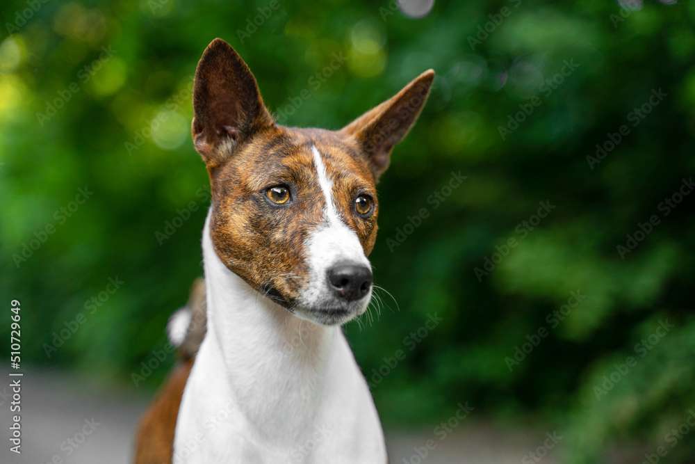 Portrait dog of a red basenji standing in a summer forest looking away. take a walk with puppy Basenji Kongo Terrier Dog.