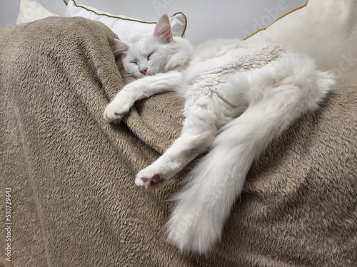 white cat sleeping