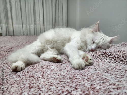 white cat sleeping