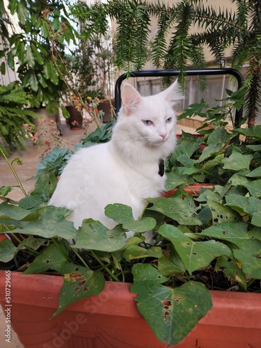 cat in the garden