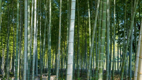 静寂に包まれた竹林の情景 © Scott Mirror