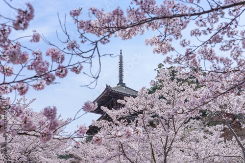 満開の桜越しに見る五重の塔の情景＠奈良