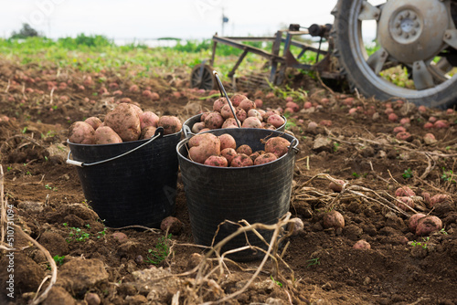 Black buckets full of organic potatoes at a field with ripe large potatoes dug at a farm