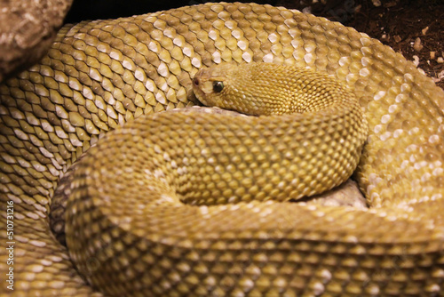 Yellow Rattle Snake close up