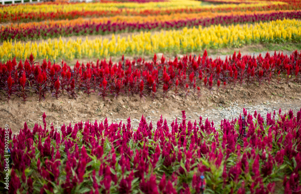 Photo of  colorful Cockscomb Flower Field
