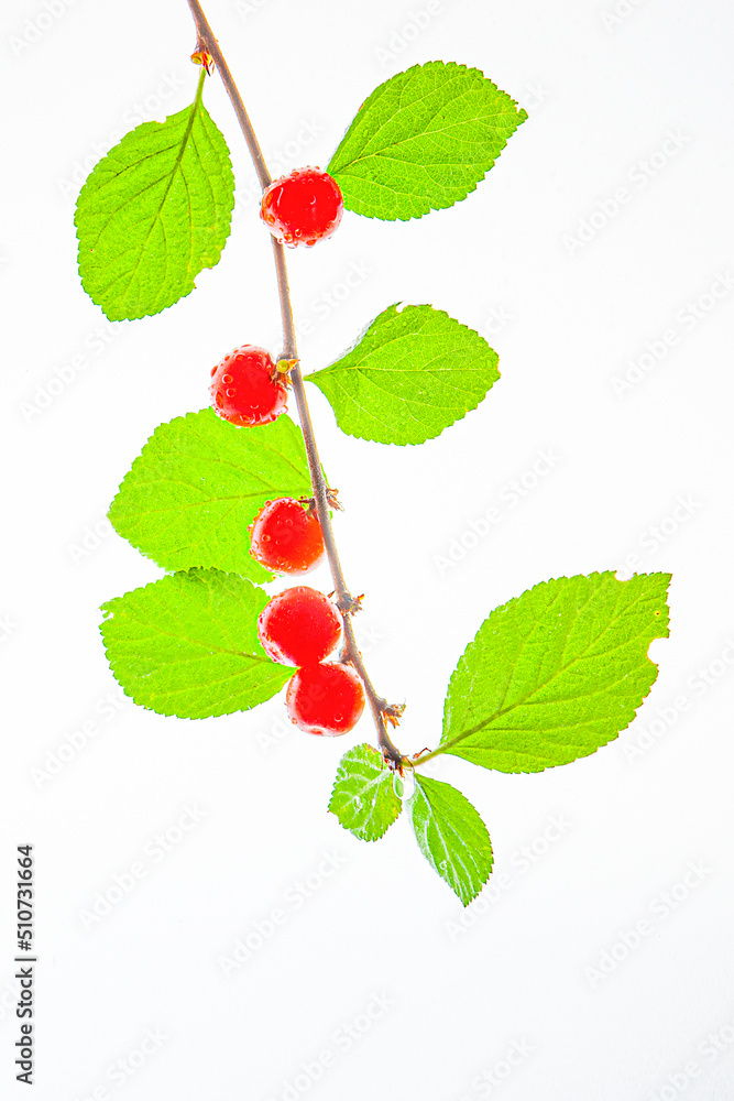 a red cherry like a woman's fine lips a red cherry like a woman's fine lips