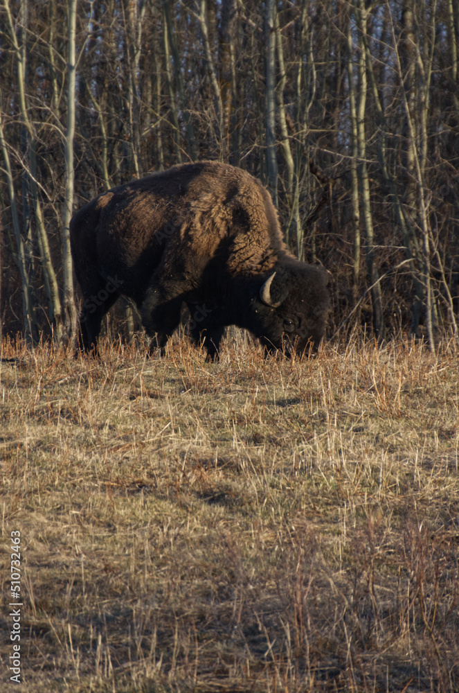 Plains Bison grazing at Elk Island Park Plains Bison grazing at Elk Island Park