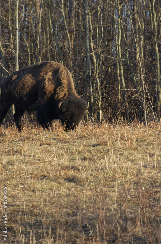 Plains Bison grazing at Elk Island Park Plains Bison grazing at Elk Island Park