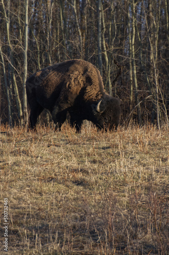 Plains Bison grazing at Elk Island Park © RiMa Photography