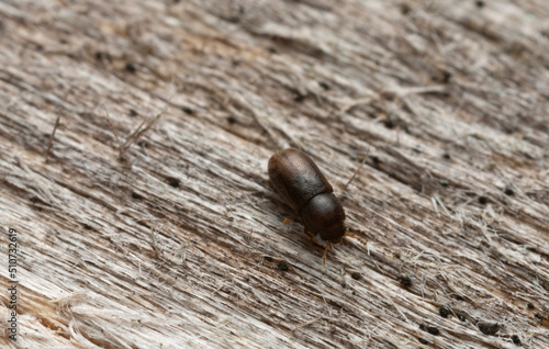 Minute tree-fungus beetle, Cis bidentatus on wood