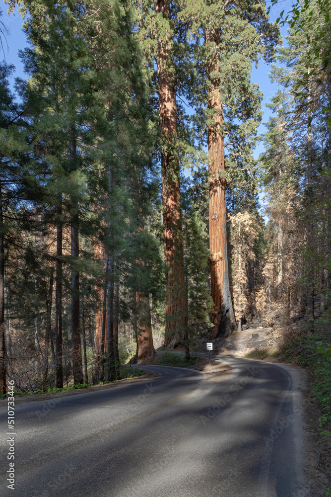 huge sequoia trees at the place called meadow in Sequoia tree national park huge sequoia trees at the place called meadow in Sequoia tree national park