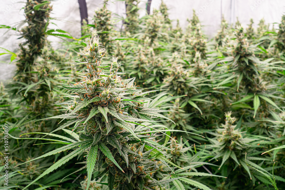 Legal cannabis plants. Mature cannabis plants are ready for harvest in a greenhouse Legal cannabis plants. Mature cannabis plants are ready for harvest in a greenhouse