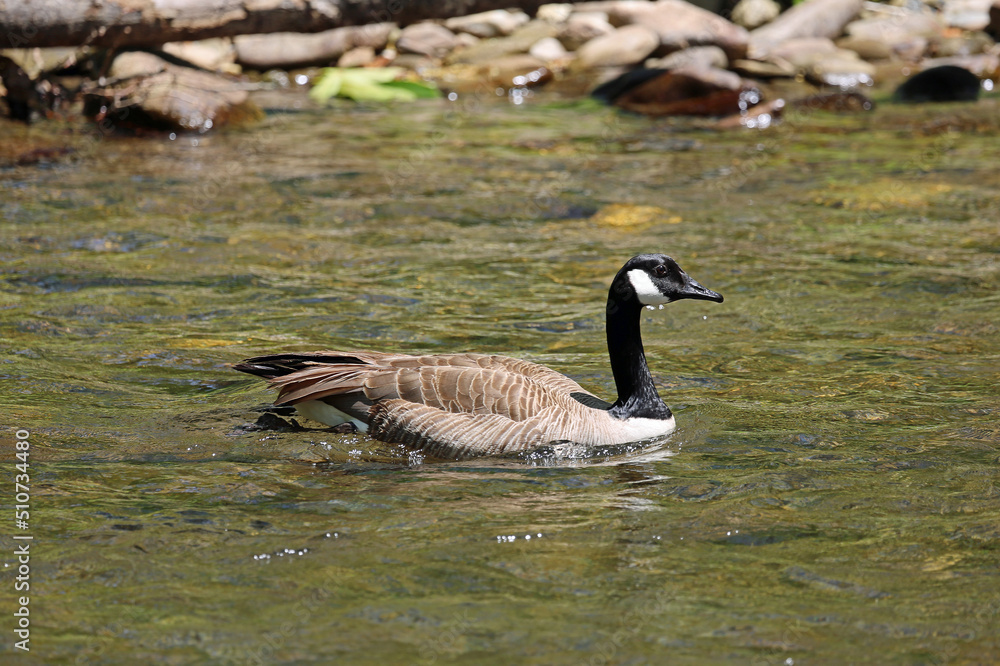 Canada goose - Great Smoky Mountains National Park, North Carolina Canada goose - Great Smoky Mountains National Park, North Carolina