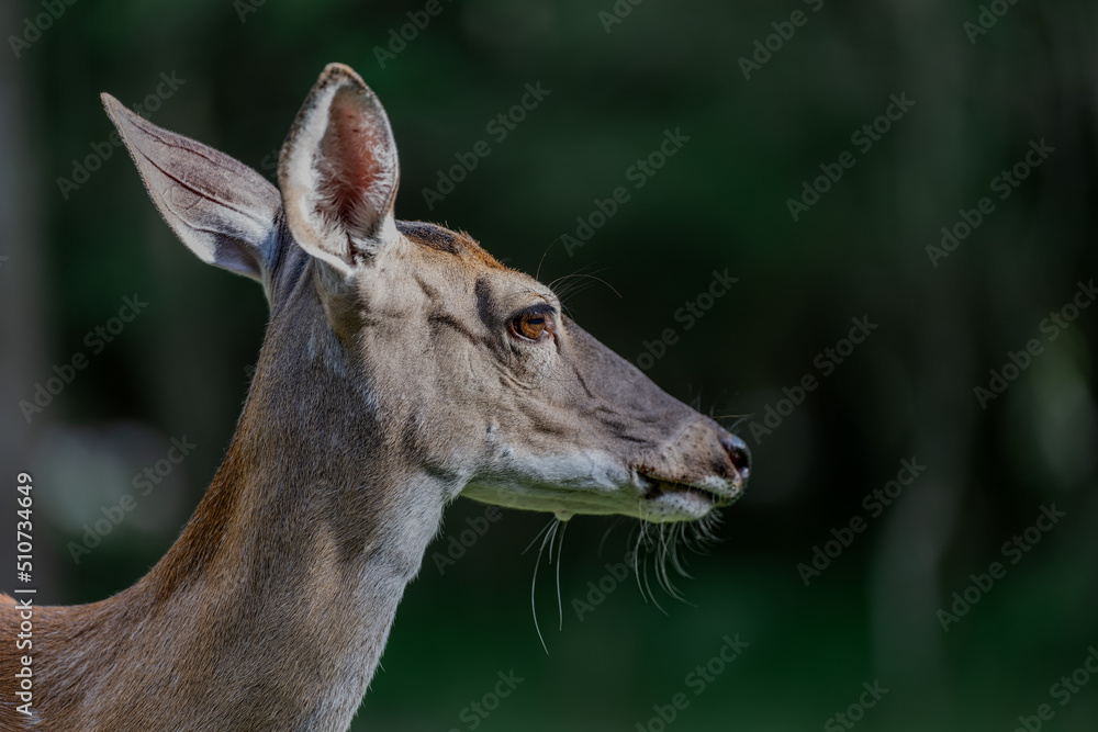Fototapeta premium portrait of a deer looking away
