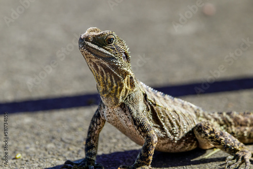 close up of a lizard