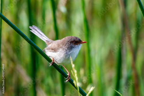 Female Fairy Wren