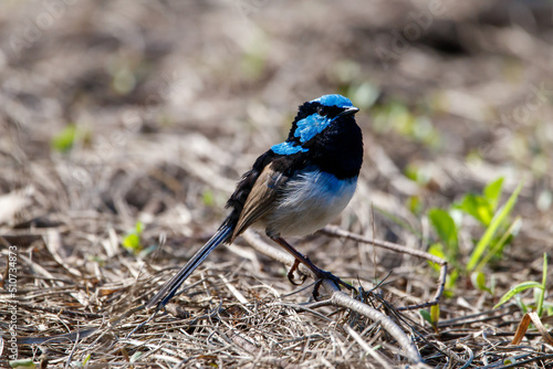 male Fairy Wren photo