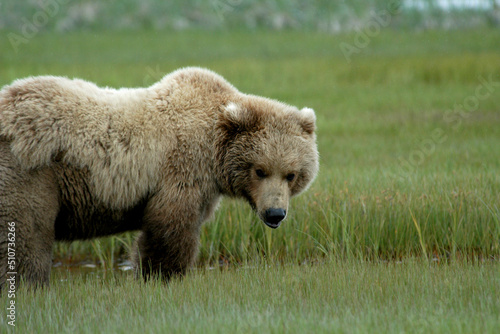 Brown Bears Katmai Peninsula photo