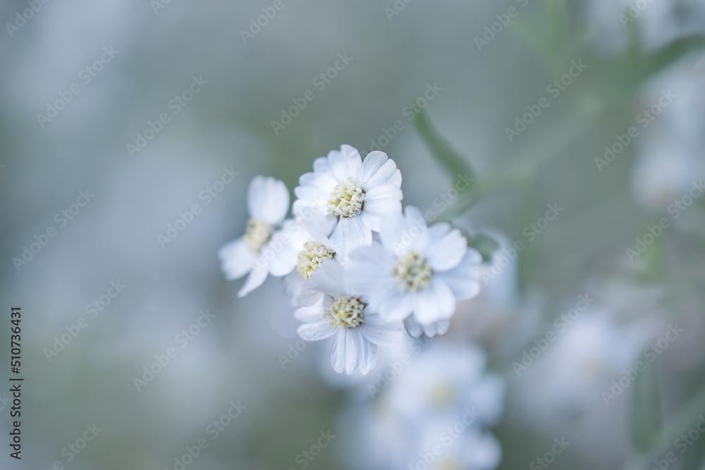 macro art photography of beautiful white small flowers, in a white haze, in cold tones, selective focus macro art photography of beautiful white small flowers, in a white haze, in cold tones, selective focus