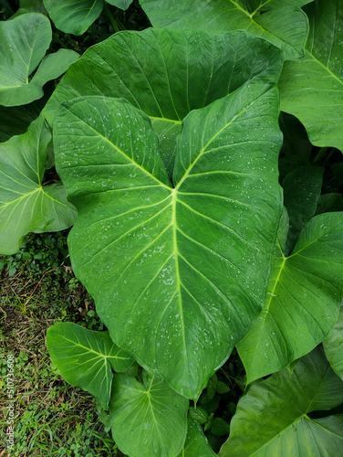 Leaf texture background.Natural background and wallpaper.Elephant ear leaves for background,Tropical green banana taro leaf. dew on the leaves