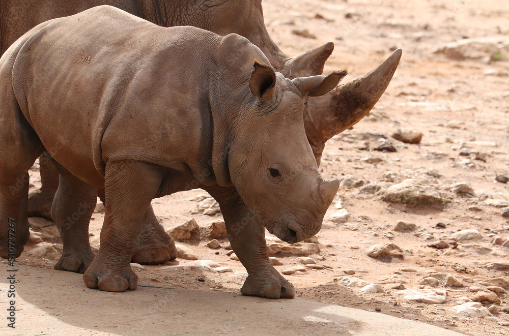 Little baby rhinoceros close-up, cute animal, young cub, brown small calf