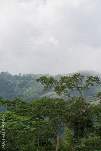 An ancient tea tree in Alishan Forest, Taiwan, China