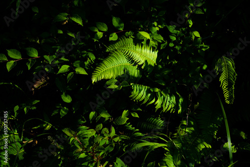 Ferns basking in the sunlight in a dark forest