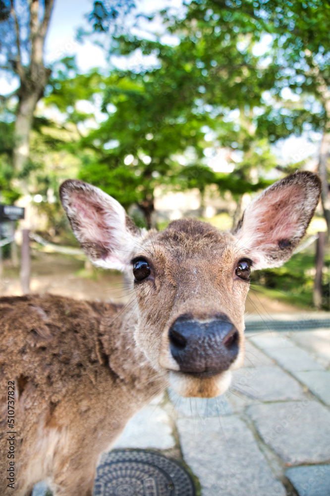 A portrait of the female deer.   Nara Japan      
