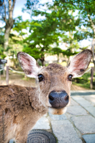 A portrait of the female deer. Nara Japan 