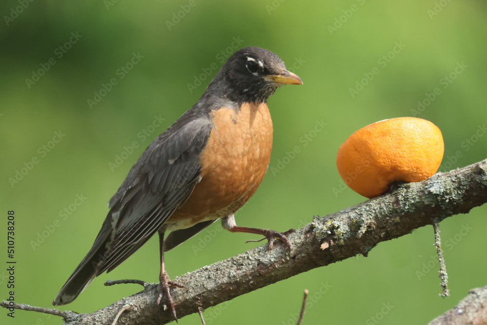 Robinf eeding chicks or having orange fruit for desert
Robinf eeding chicks or having orange fruit for desert