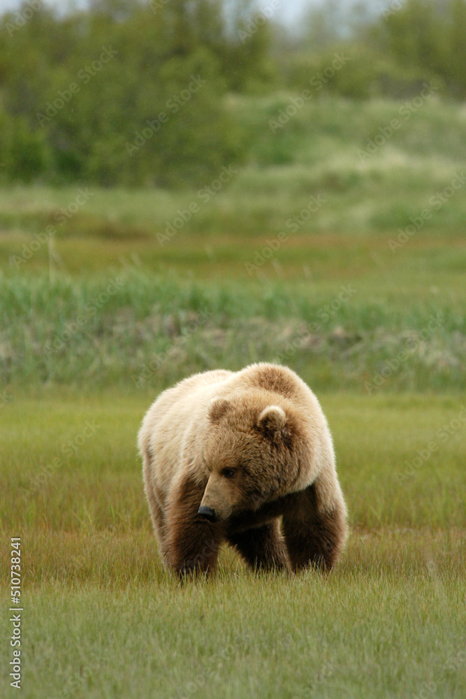 Brown Bears Katmai Peninsula
