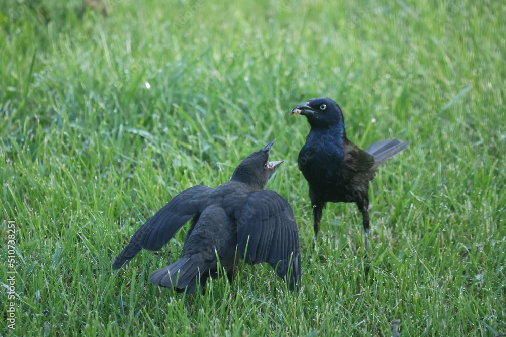 Juvenile Grackle being fed on ground by hard working Mom on summer day Juvenile Grackle being fed on ground by hard working Mom on summer day