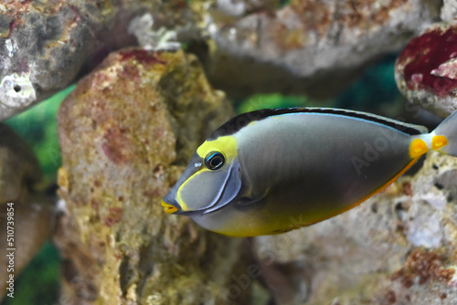 Naso Tang fish in aquarium closeup © Tatiana