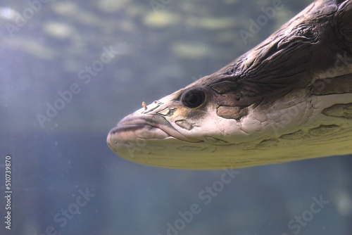 Arapaima fish in aquarium close up 