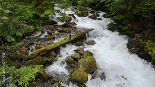 Whitewater river decends a rocky riverbed deep in a evergreen forest
 photo