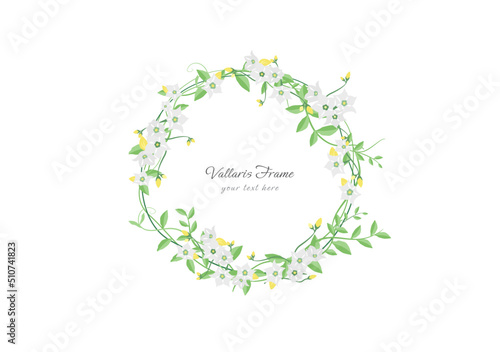 spring vallaris bread flower floral frame vector ep02 photo