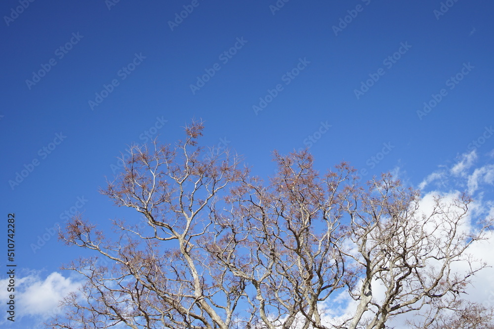 吾妻山公園の榎と青空と雲4