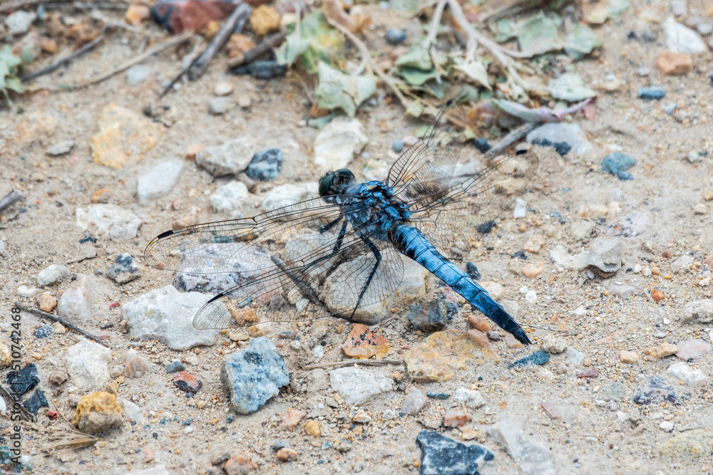 Closeup of a blue male Southern skimmer dragonfly, Orthetrum brunneum sitting on a stone Closeup of a blue male Southern skimmer dragonfly, Orthetrum brunneum sitting on a stone