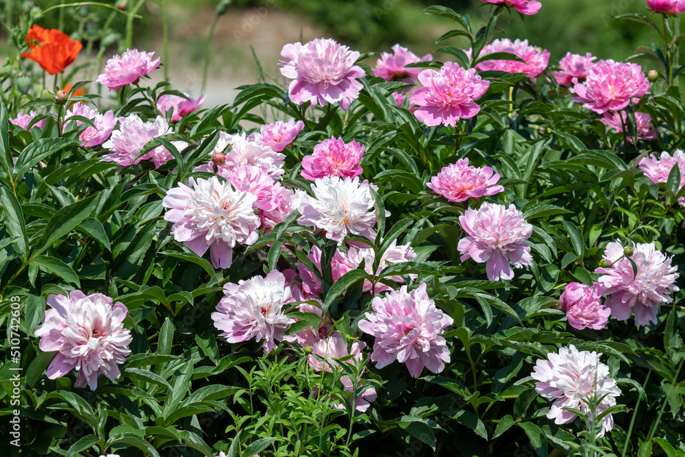 Pink peonies grow in the garden. Pink peonies grow in the garden.