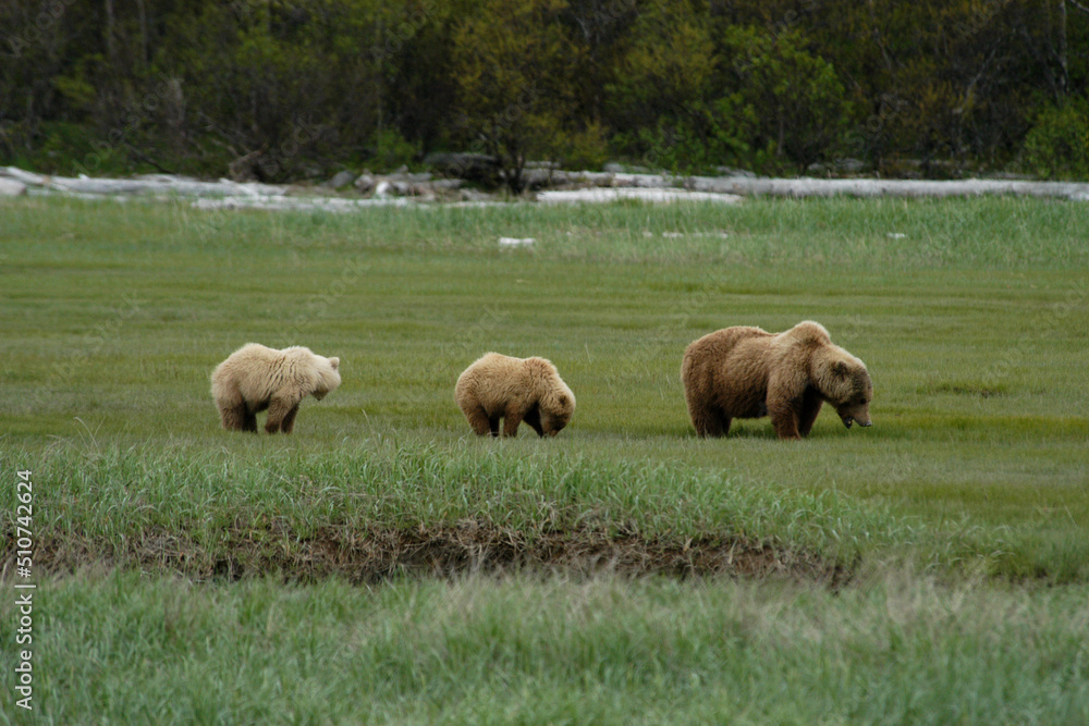 Brown Bear mom and cubs Katmai Peninsula Alaska Brown Bear mom and cubs Katmai Peninsula Alaska